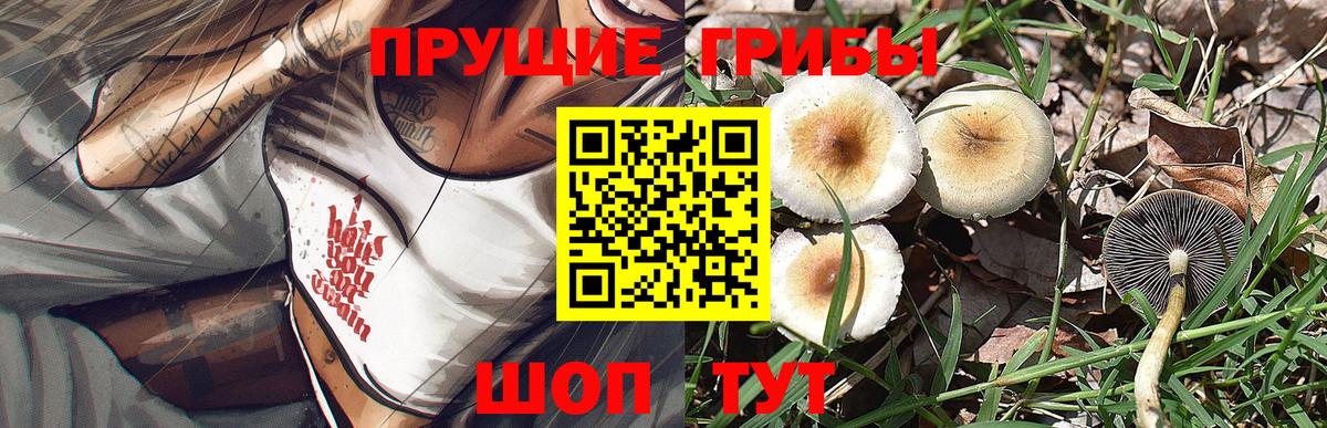 Сальск  Галлюциногенные грибы Psilocybine cubensis  Вход с VPN 